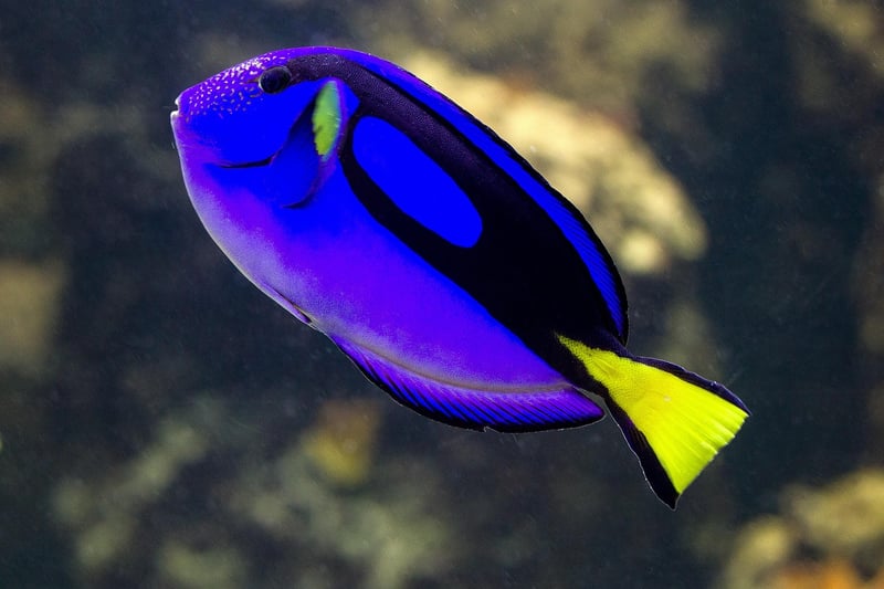 Tanto-dori